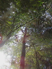 Phyllocladus trichomanoides