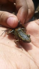 Eleutherodactylus paralius