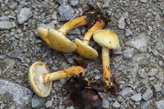 Pholiota lucifera
