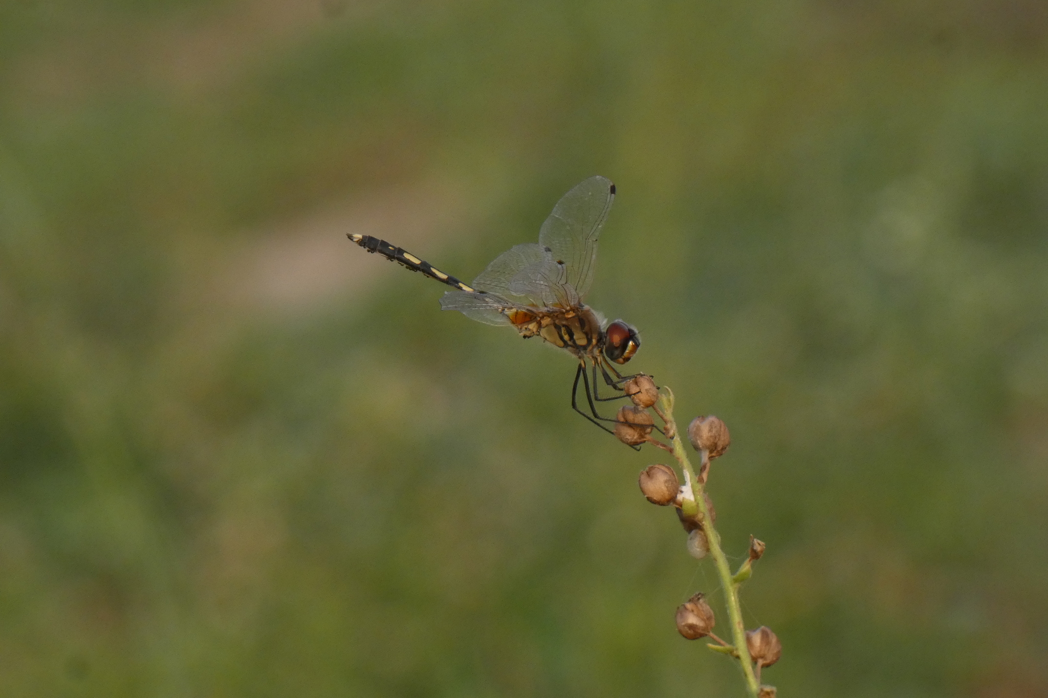 Long-Legged Marsh Glider