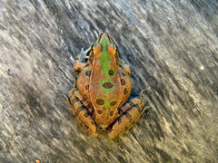 Lithobates sphenocephalus utricularius