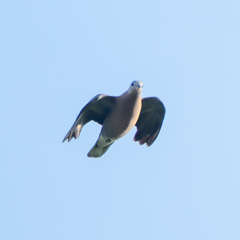 Red Collared Dove