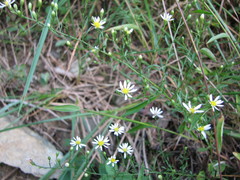 Symphyotrichum depauperatum