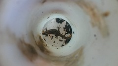 Sphaerodactylus difficilis