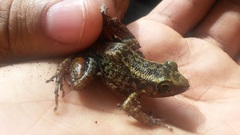 Eleutherodactylus paralius