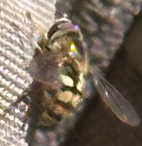 Migrant Hover Fly