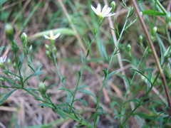 Symphyotrichum depauperatum