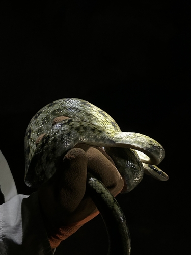 Chinese Beauty Snake