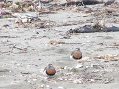 Charadrius modestus