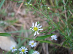 Symphyotrichum depauperatum