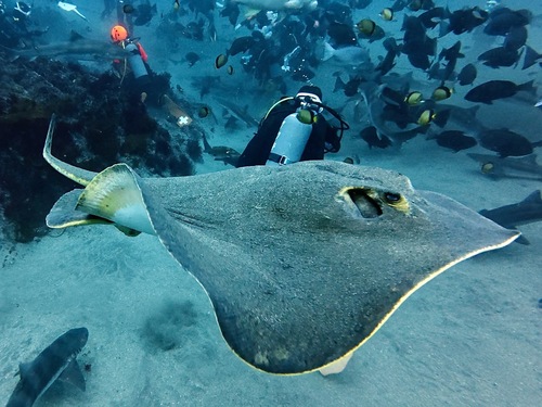 Brown stingray (Hemitrygon akajei) — Dasyatidae