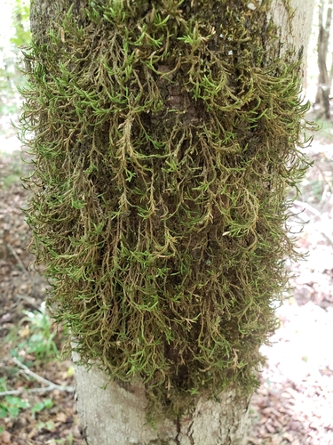 Forsstroemia