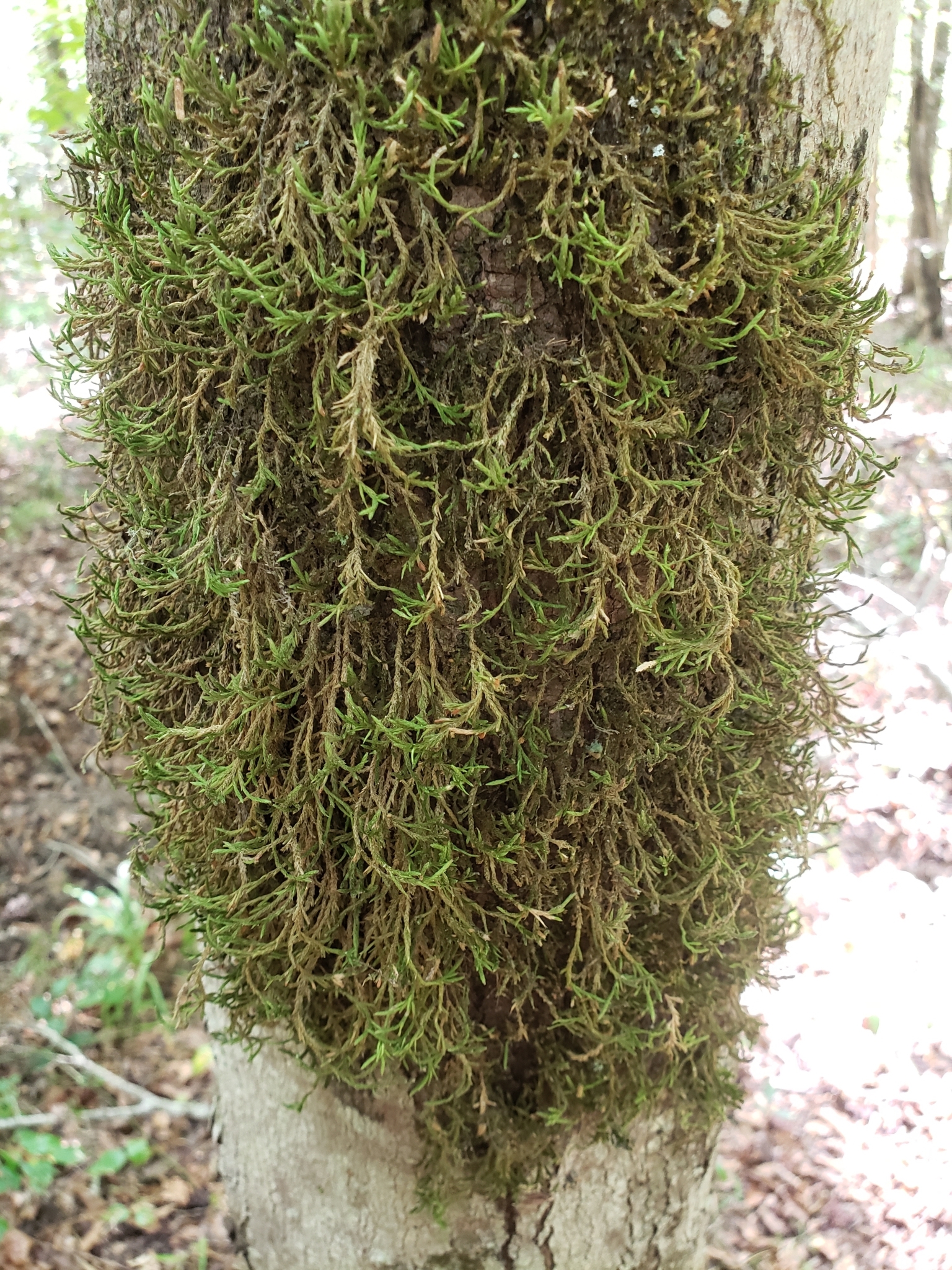 Forsstroemia