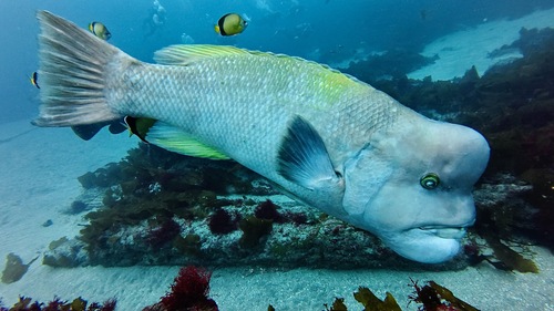 Aziatische knobbelkoplipvis (Semicossyphus reticulatus) — Labridae