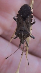 Hypselonotini