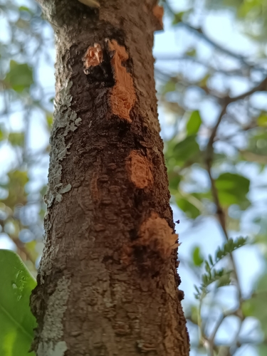 Struthanthus interruptus, photograph 6
