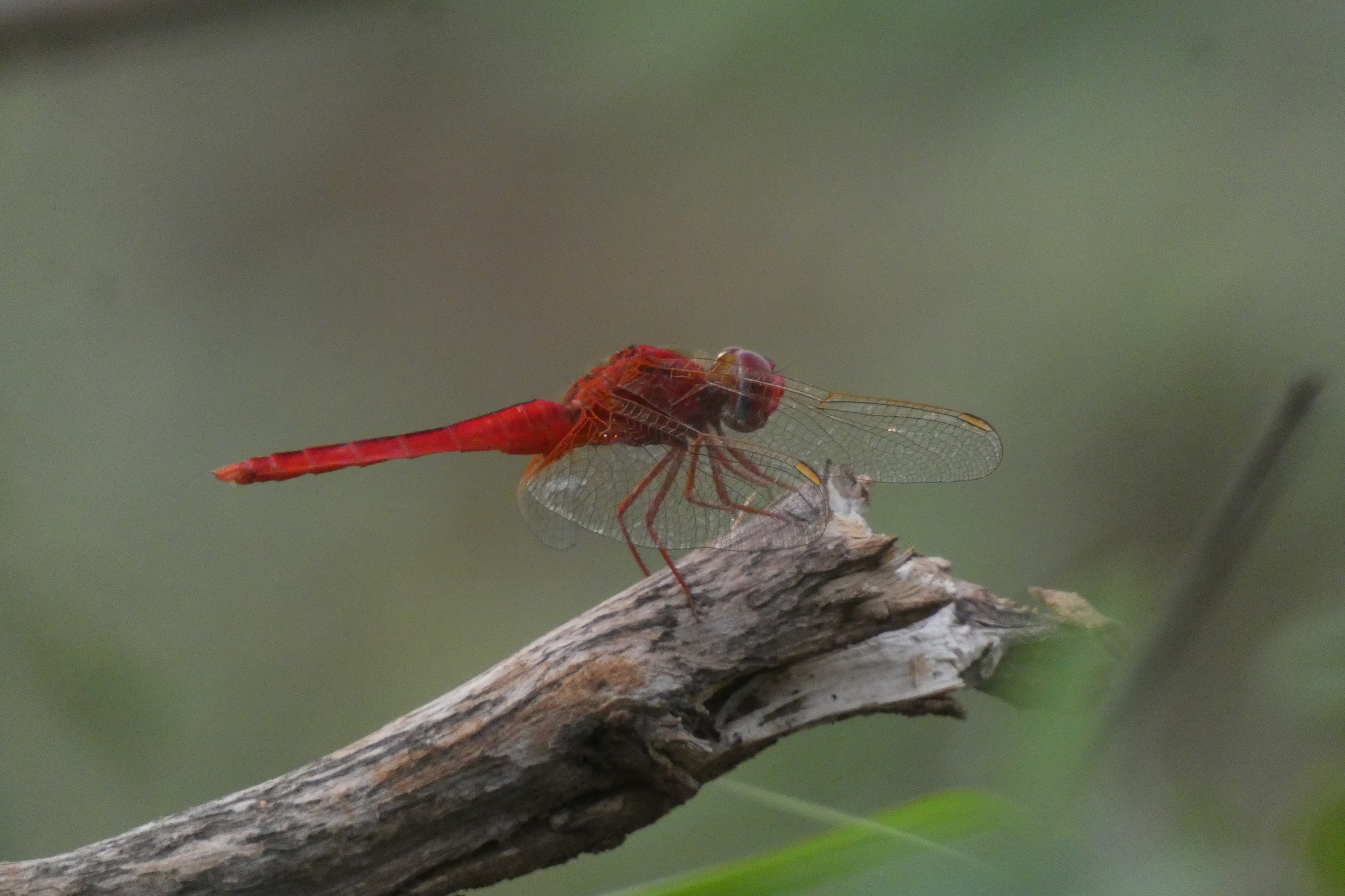 Scarlet Skimmer