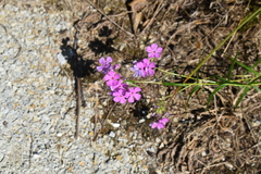 Phlox glaberrima interior