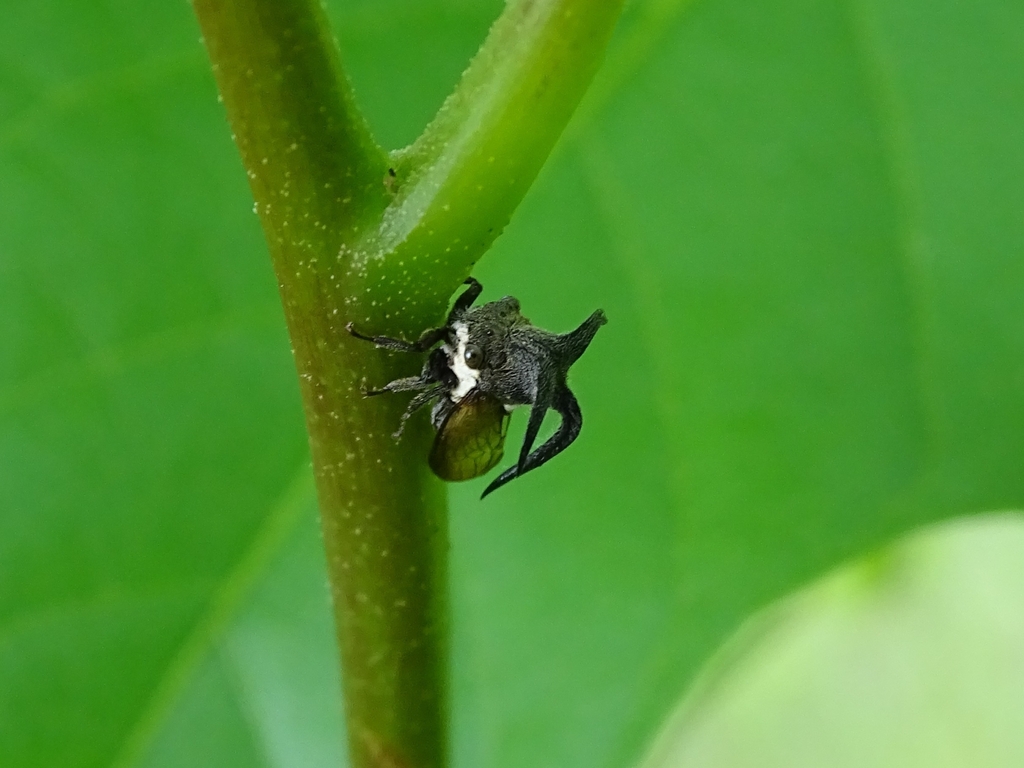 Leptocentrus pubescens (Leptocentrus pubescens)