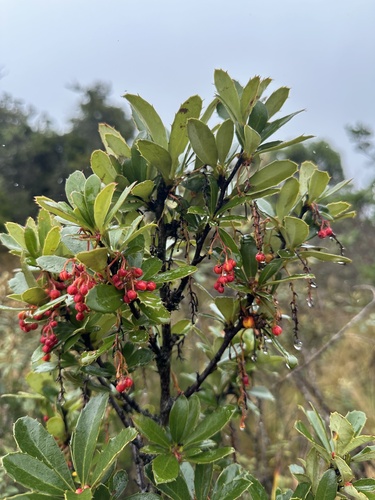 Berberis goudotii, photograph 3