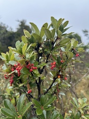 Berberis goudotii, photograph (c) Nicolás Baresch Uribe, some rights reserved (CC BY)