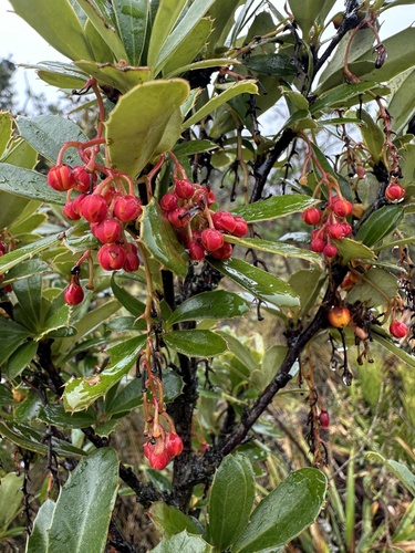 Berberis goudotii, photograph 4