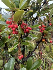 Berberis goudotii, photograph (c) Nicolás Baresch Uribe, some rights reserved (CC BY)