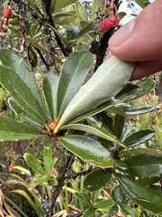 Berberis goudotii, photograph (c) Nicolás Baresch Uribe, some rights reserved (CC BY)