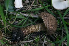 Lepiota calcicola