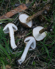 Lepiota calcicola
