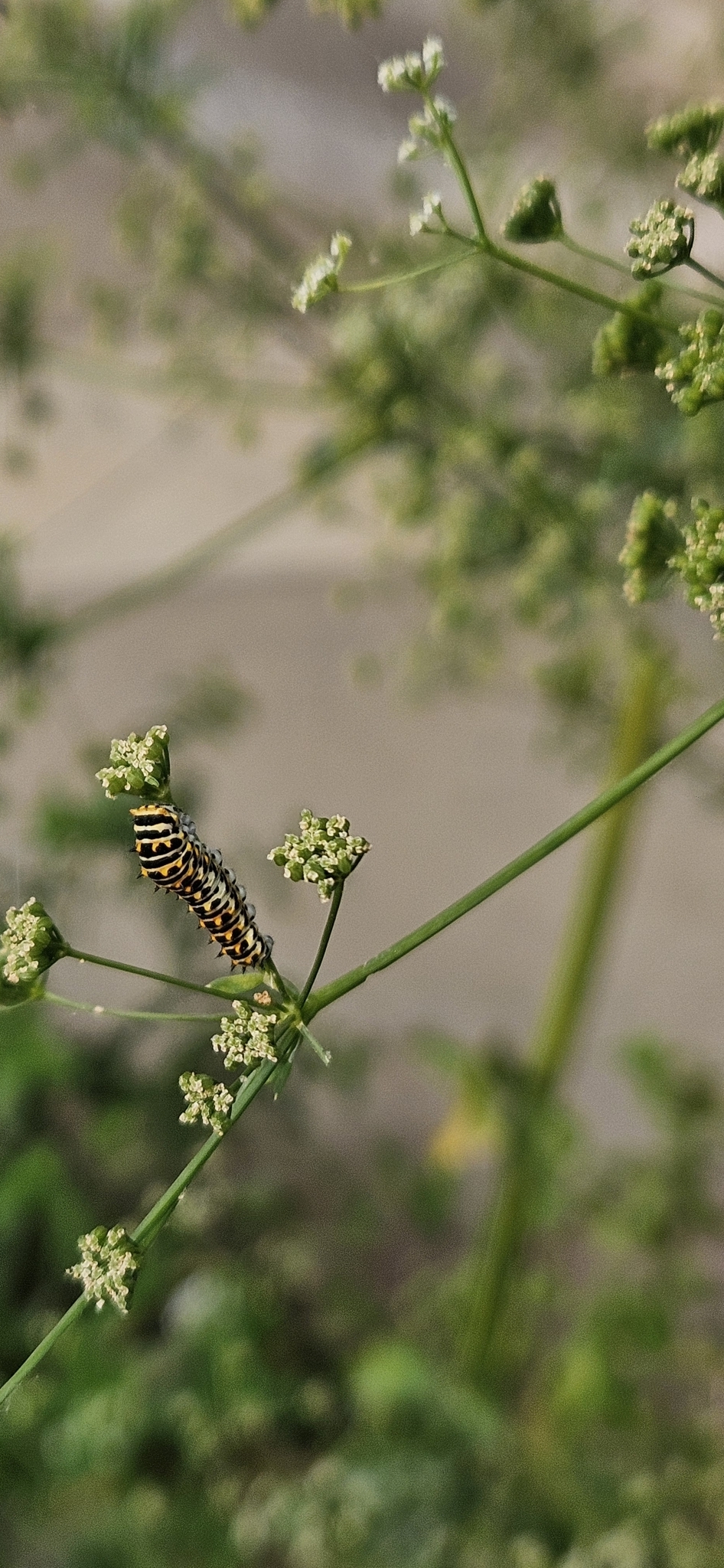 Common Yellow Swallowtail