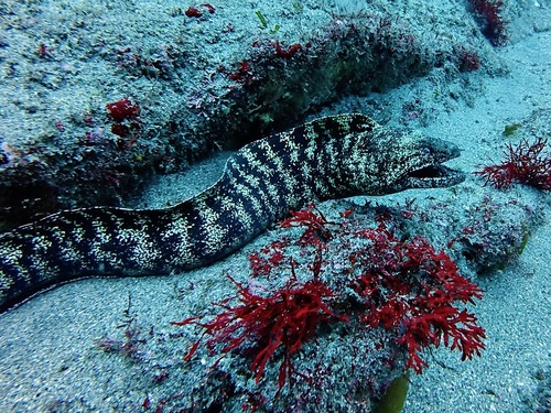 Kidako moray (Gymnothorax kidako) — Muraenidae