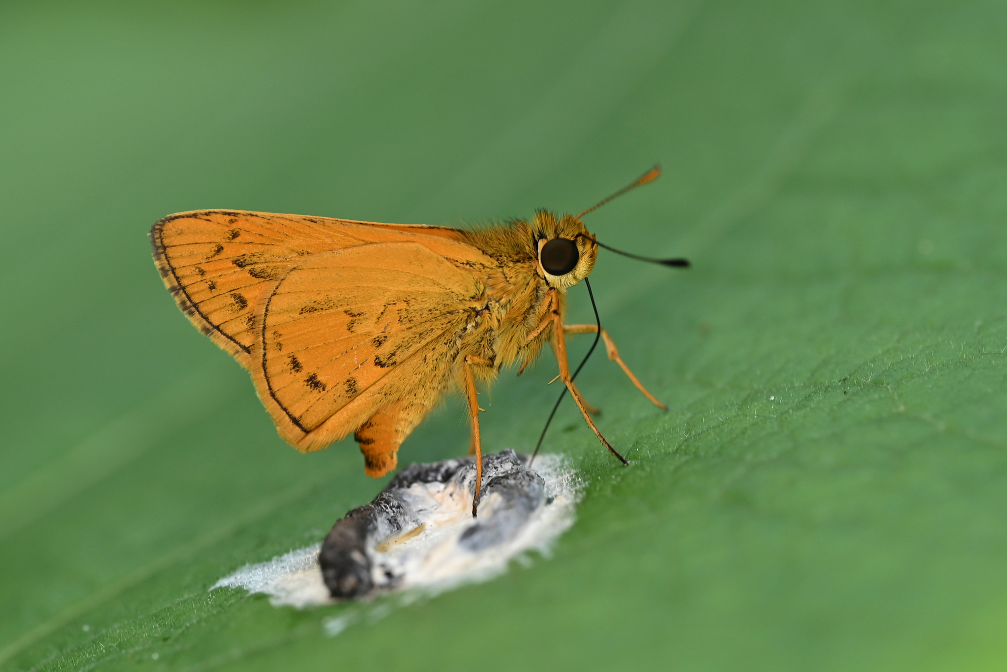 Dark Palm-Dart