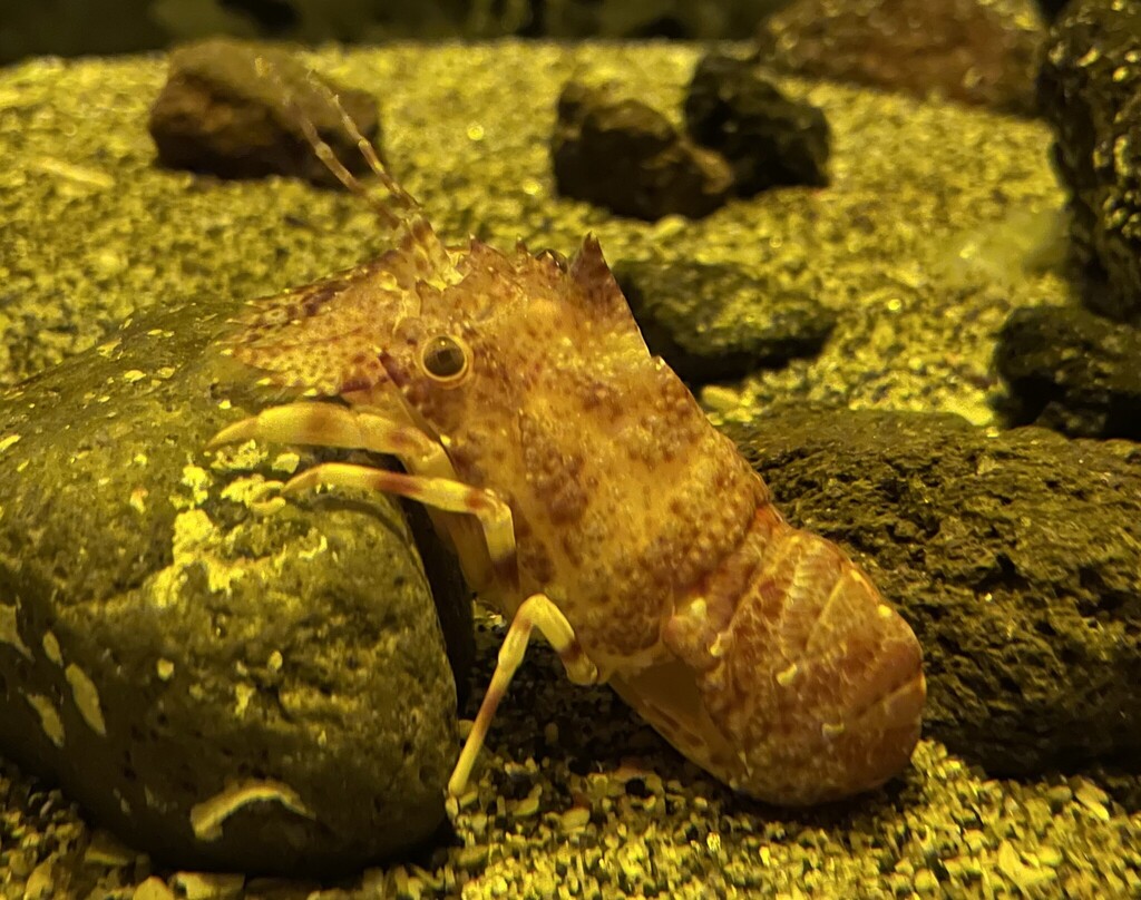 Galearctus