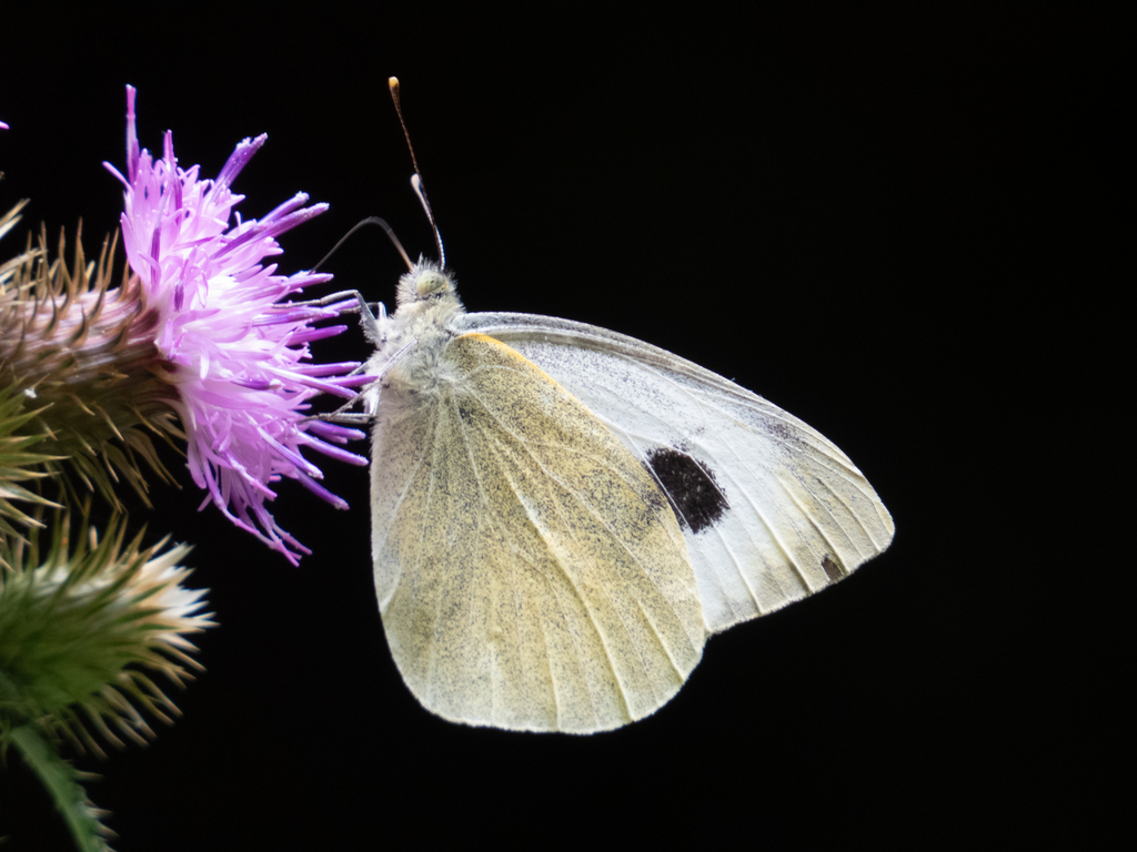 Canary Islands Large White