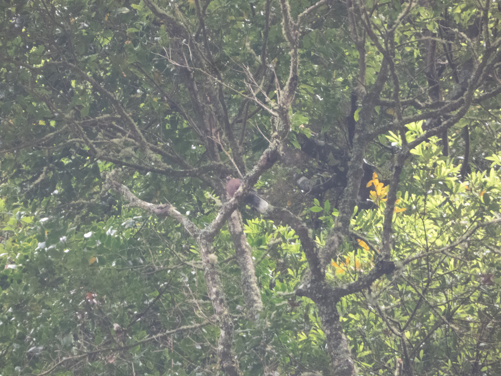 Laurel Pigeon (Columba junoniae), photo 5