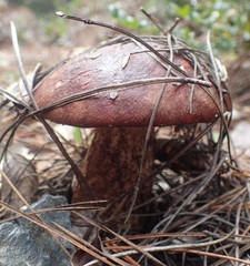 Leccinum manzanitae
