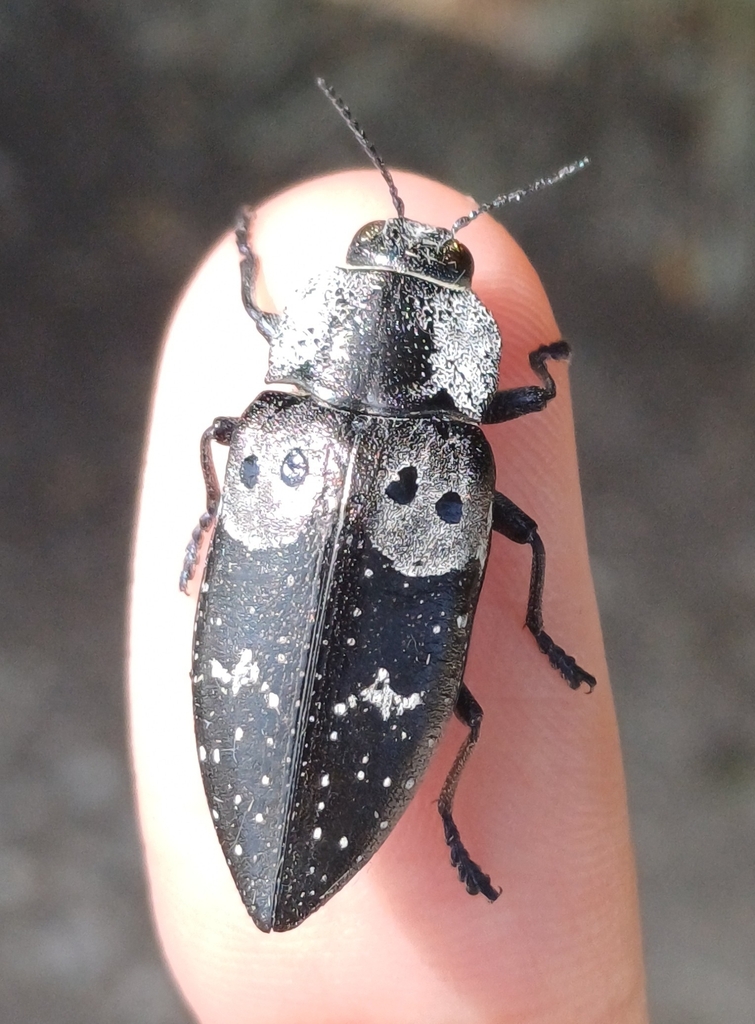 Chalcophorella quadrioculata