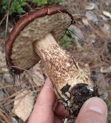 Leccinum manzanitae