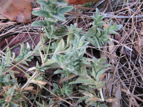Cerastium velutinum var. velutinum