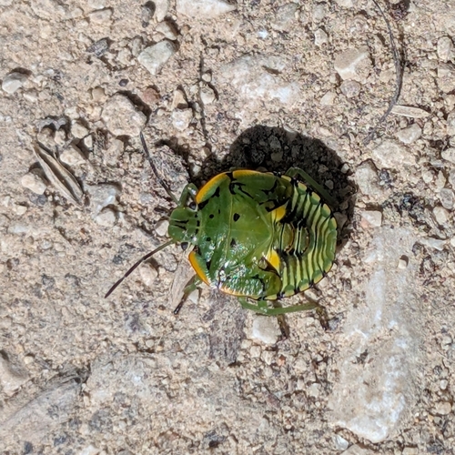 Green Stink Bug (Chinavia hilaris) · iNaturalist