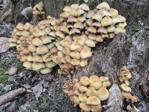 Sulphur Tuft