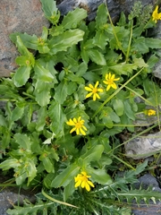 Senecio fremontii