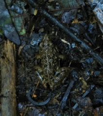 Minervarya syhadrensis