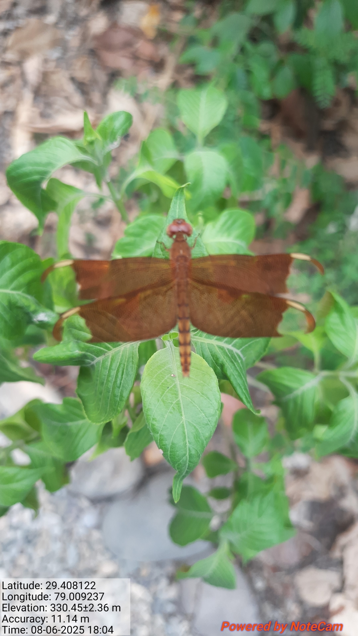 Fulvous Forest Skimmer