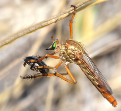 Diogmites angustipennis