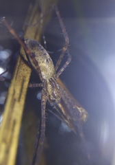Psechrus