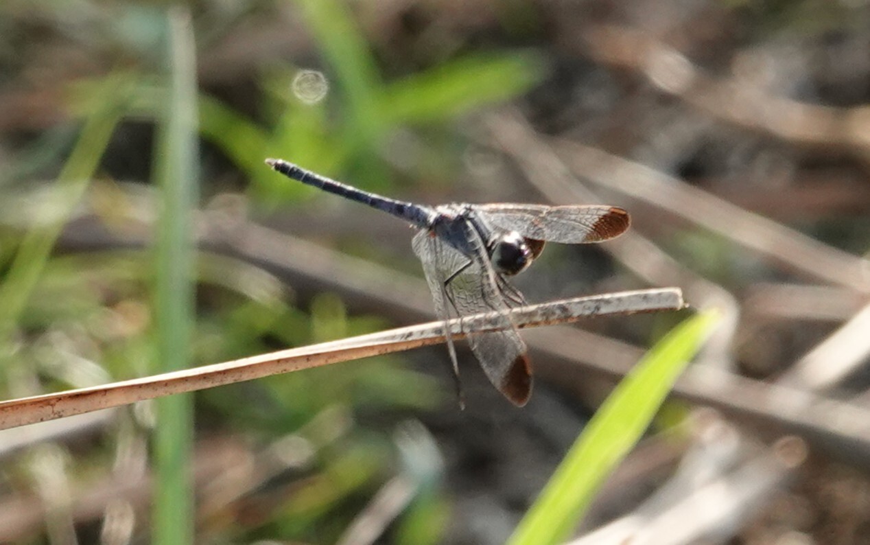 Black-Tipped Percher