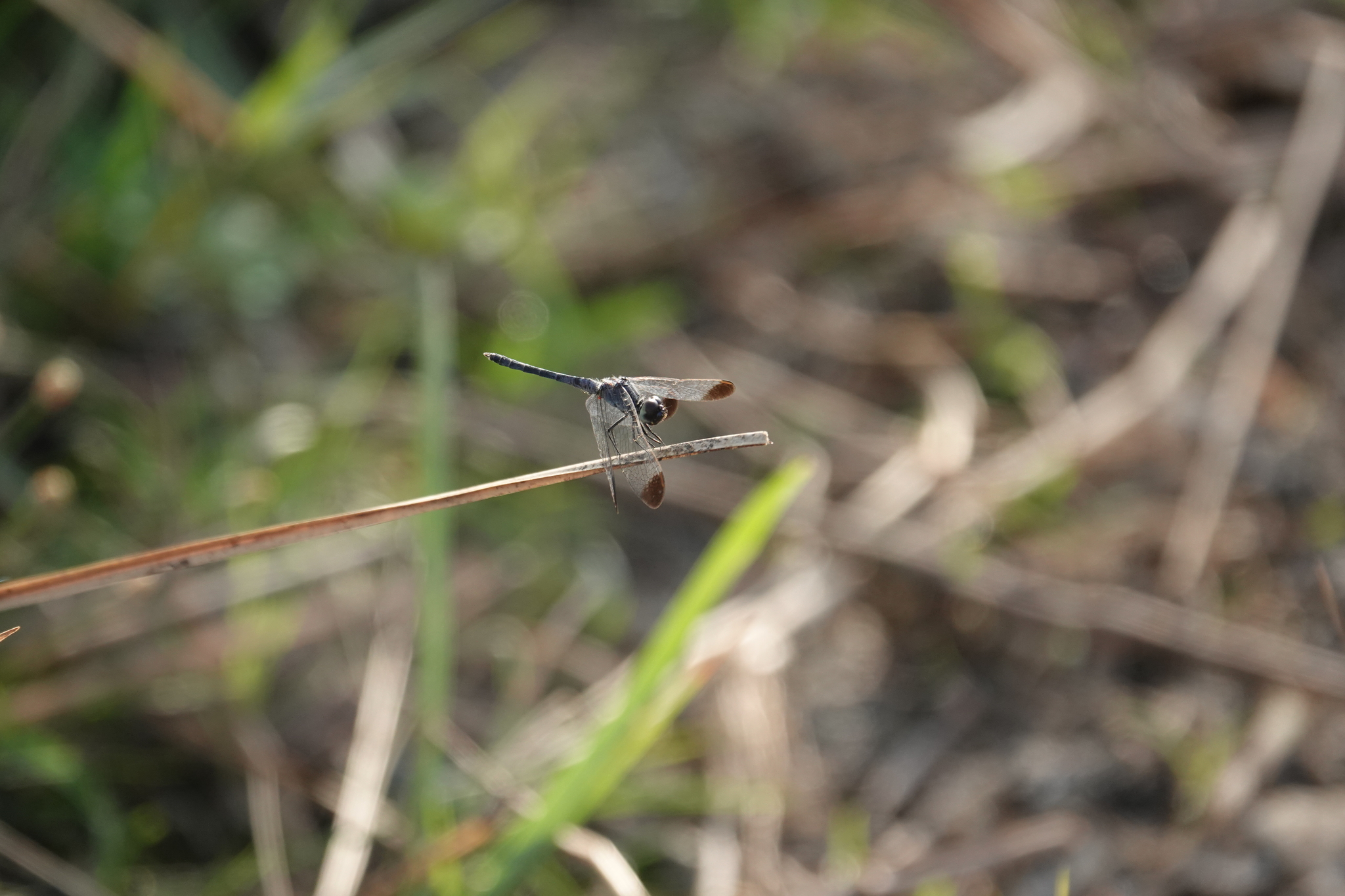 Black-Tipped Percher
