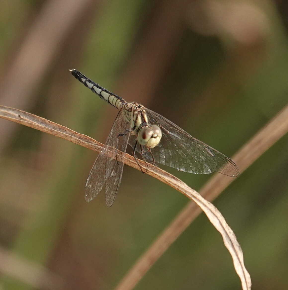 Black-Tipped Percher